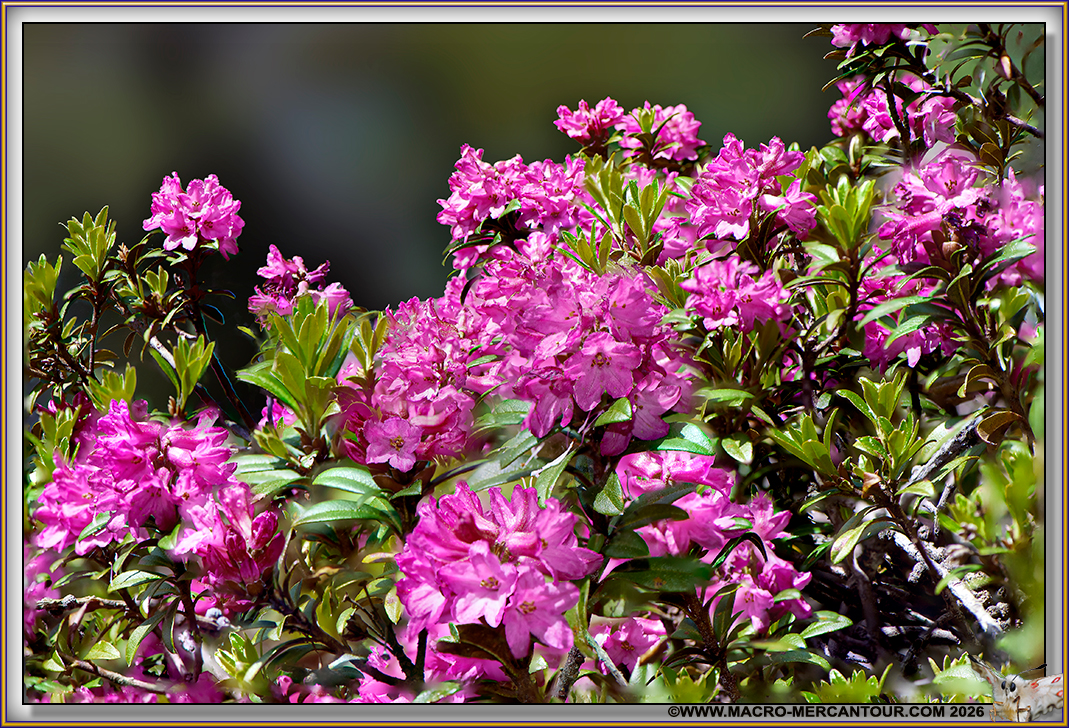 Rhodendrons